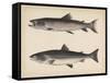 1. Salmo Perryi (Reduced), 2. Salmo Masou (Reduced), 1855-H. Patterson-Framed Stretched Canvas