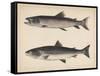 1. Salmo Perryi (Reduced), 2. Salmo Masou (Reduced), 1855-H. Patterson-Framed Stretched Canvas