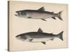 1. Salmo Perryi (Reduced), 2. Salmo Masou (Reduced), 1855-H. Patterson-Stretched Canvas