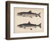 1. Salmo Perryi (Reduced), 2. Salmo Masou (Reduced), 1855-H. Patterson-Framed Giclee Print