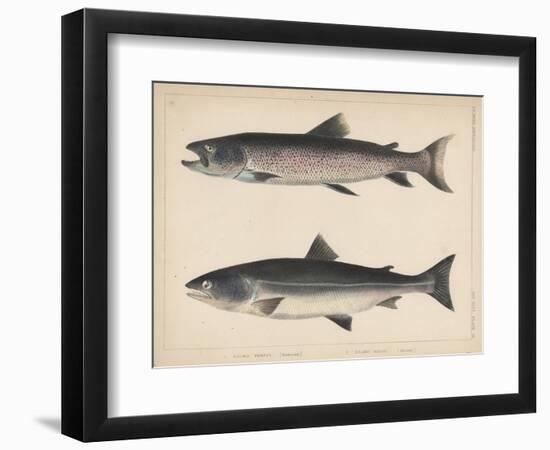 1. Salmo Perryi (Reduced), 2. Salmo Masou (Reduced), 1855-H. Patterson-Framed Giclee Print