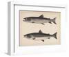 1. Salmo Perryi (Reduced), 2. Salmo Masou (Reduced), 1855-H. Patterson-Framed Giclee Print