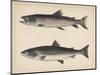 1. Salmo Perryi (Reduced), 2. Salmo Masou (Reduced), 1855-H. Patterson-Mounted Giclee Print