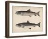 1. Salmo Perryi (Reduced), 2. Salmo Masou (Reduced), 1855-H. Patterson-Framed Giclee Print