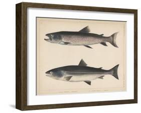 1. Salmo Perryi (Reduced), 2. Salmo Masou (Reduced), 1855-H. Patterson-Framed Giclee Print