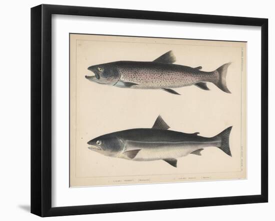 1. Salmo Perryi (Reduced), 2. Salmo Masou (Reduced), 1855-H. Patterson-Framed Giclee Print