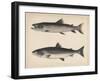 1. Salmo Perryi (Reduced), 2. Salmo Masou (Reduced), 1855-H. Patterson-Framed Giclee Print