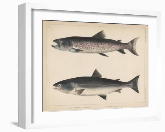 1. Salmo Perryi (Reduced), 2. Salmo Masou (Reduced), 1855-H. Patterson-Framed Giclee Print