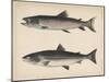 1. Salmo Perryi (Reduced), 2. Salmo Masou (Reduced), 1855-H. Patterson-Mounted Giclee Print