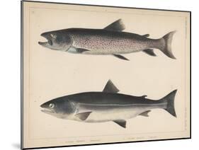 1. Salmo Perryi (Reduced), 2. Salmo Masou (Reduced), 1855-H. Patterson-Mounted Giclee Print