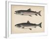 1. Salmo Perryi (Reduced), 2. Salmo Masou (Reduced), 1855-H. Patterson-Framed Giclee Print