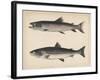 1. Salmo Perryi (Reduced), 2. Salmo Masou (Reduced), 1855-H. Patterson-Framed Giclee Print