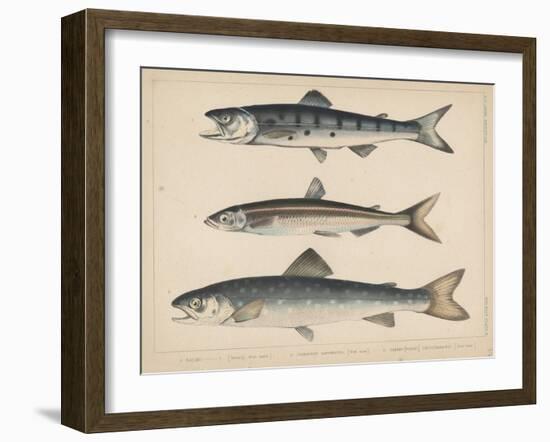 1. Salmon, 2. Osmerus Japonicus, 3. Salmo (Fario) Leucomaenis, 1855-H. Patterson-Framed Giclee Print