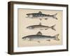 1. Salmon, 2. Osmerus Japonicus, 3. Salmo (Fario) Leucomaenis, 1855-H. Patterson-Framed Giclee Print