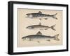 1. Salmon, 2. Osmerus Japonicus, 3. Salmo (Fario) Leucomaenis, 1855-H. Patterson-Framed Giclee Print