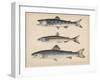 1. Salmon, 2. Osmerus Japonicus, 3. Salmo (Fario) Leucomaenis, 1855-H. Patterson-Framed Giclee Print