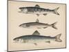 1. Salmon, 2. Osmerus Japonicus, 3. Salmo (Fario) Leucomaenis, 1855-H. Patterson-Mounted Giclee Print