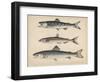 1. Salmon, 2. Osmerus Japonicus, 3. Salmo (Fario) Leucomaenis, 1855-H. Patterson-Framed Giclee Print