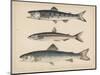 1. Salmon, 2. Osmerus Japonicus, 3. Salmo (Fario) Leucomaenis, 1855-H. Patterson-Mounted Giclee Print