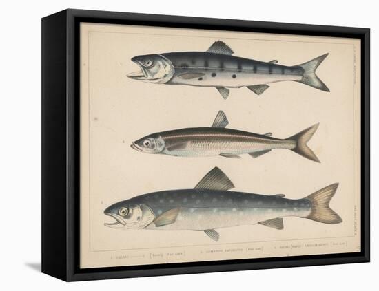 1. Salmon, 2. Osmerus Japonicus, 3. Salmo (Fario) Leucomaenis, 1855-H. Patterson-Framed Stretched Canvas