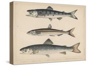 1. Salmon, 2. Osmerus Japonicus, 3. Salmo (Fario) Leucomaenis, 1855-H. Patterson-Stretched Canvas