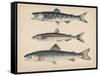 1. Salmon, 2. Osmerus Japonicus, 3. Salmo (Fario) Leucomaenis, 1855-H. Patterson-Framed Stretched Canvas