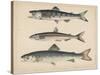 1. Salmon, 2. Osmerus Japonicus, 3. Salmo (Fario) Leucomaenis, 1855-H. Patterson-Stretched Canvas