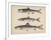 1. Salmon, 2. Osmerus Japonicus, 3. Salmo (Fario) Leucomaenis, 1855-H. Patterson-Framed Giclee Print