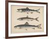 1. Salmon, 2. Osmerus Japonicus, 3. Salmo (Fario) Leucomaenis, 1855-H. Patterson-Framed Giclee Print