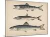 1. Salmon, 2. Osmerus Japonicus, 3. Salmo (Fario) Leucomaenis, 1855-H. Patterson-Mounted Giclee Print