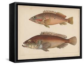 1. Serranus Tsirimenara, 2. Serranus Marginalis, 1855-Bayard Taylor-Framed Stretched Canvas