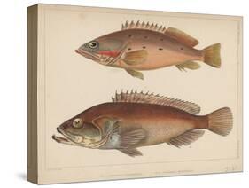 1. Serranus Tsirimenara, 2. Serranus Marginalis, 1855-Bayard Taylor-Stretched Canvas