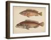 1. Serranus Tsirimenara, 2. Serranus Marginalis, 1855-Bayard Taylor-Framed Giclee Print