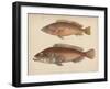 1. Serranus Tsirimenara, 2. Serranus Marginalis, 1855-Bayard Taylor-Framed Giclee Print