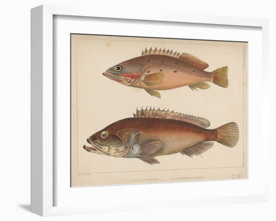 1. Serranus Tsirimenara, 2. Serranus Marginalis, 1855-Bayard Taylor-Framed Giclee Print