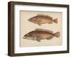 1. Serranus Tsirimenara, 2. Serranus Marginalis, 1855-Bayard Taylor-Framed Giclee Print