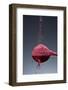 1 Tablespoon Beet Powder-Steve Gadomski-Framed Photographic Print