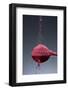 1 Tablespoon Beet Powder-Steve Gadomski-Framed Photographic Print