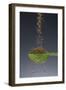 1 Tablespoon Celery Seed-Steve Gadomski-Framed Photographic Print