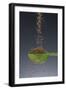 1 Tablespoon Celery Seed-Steve Gadomski-Framed Photographic Print