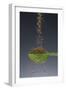 1 Tablespoon Celery Seed-Steve Gadomski-Framed Photographic Print