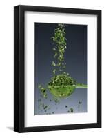 1 Tablespoon Chives-Steve Gadomski-Framed Photographic Print