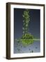 1 Tablespoon Chives-Steve Gadomski-Framed Photographic Print