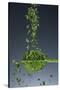 1 Tablespoon Chives-Steve Gadomski-Stretched Canvas