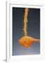 1 Tablespoon Dried Orange Peel-Steve Gadomski-Framed Photographic Print