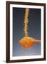 1 Tablespoon Dried Orange Peel-Steve Gadomski-Framed Photographic Print