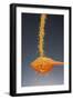 1 Tablespoon Dried Orange Peel-Steve Gadomski-Framed Photographic Print