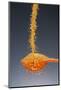 1 Tablespoon Dried Orange Peel-Steve Gadomski-Mounted Photographic Print