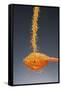 1 Tablespoon Dried Orange Peel-Steve Gadomski-Framed Stretched Canvas