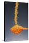 1 Tablespoon Dried Orange Peel-Steve Gadomski-Stretched Canvas